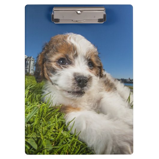かわいい小犬(Shitzu) クリップボード (正面)