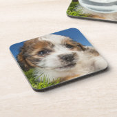 かわいい小犬(Shitzu) コースター (左側)