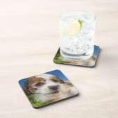 かわいい小犬(Shitzu) コースター (右側)