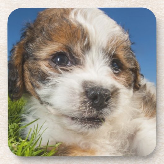 かわいい小犬(Shitzu) コースター (正面)