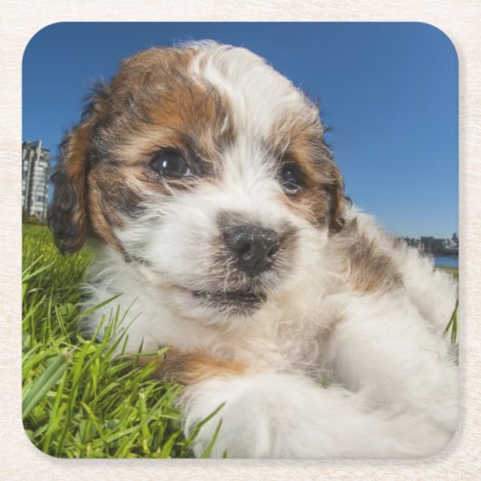 かわいい小犬(Shitzu) スクエアペーパーコースター (正面)