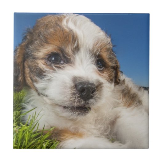かわいい小犬(Shitzu) タイル (正面)