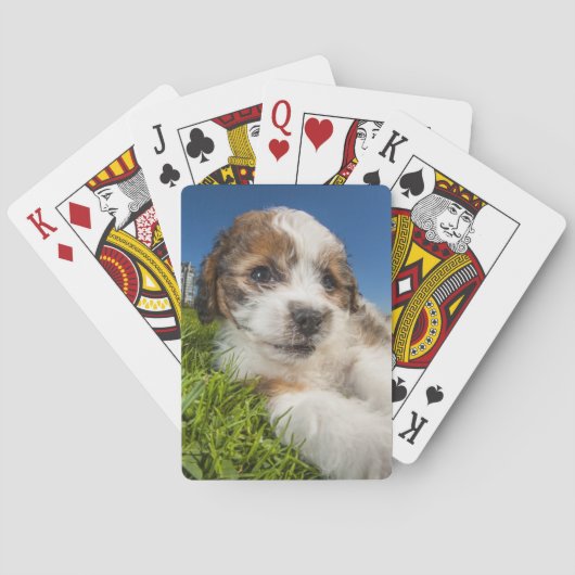 かわいい小犬(Shitzu) トランプ (裏面)