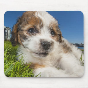 かわいい小犬(Shitzu) マウスパッド
