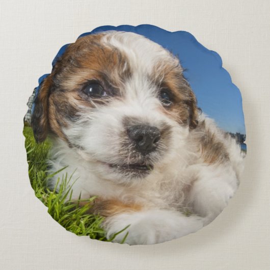 かわいい小犬(Shitzu) ラウンドクッション (正面)