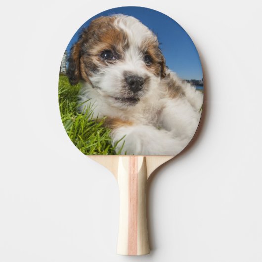 かわいい小犬(Shitzu) 卓球ラケット (正面)