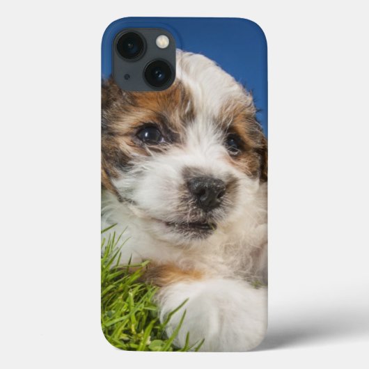 かわいい小犬(Shitzu) Case-Mate iPhoneケース (裏面)