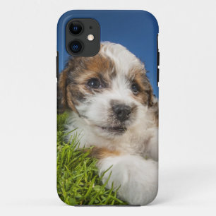 かわいい小犬(Shitzu) iPhone 11 ケース