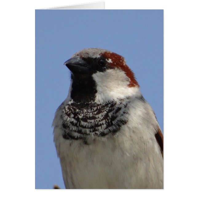 かわいい小鳥 (正面)