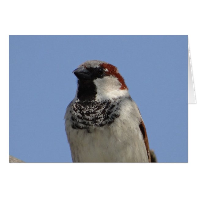 かわいい小鳥 (正面横)