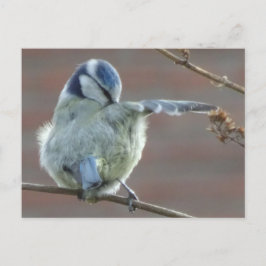 かわいい小鳥DIYはがき ポストカード