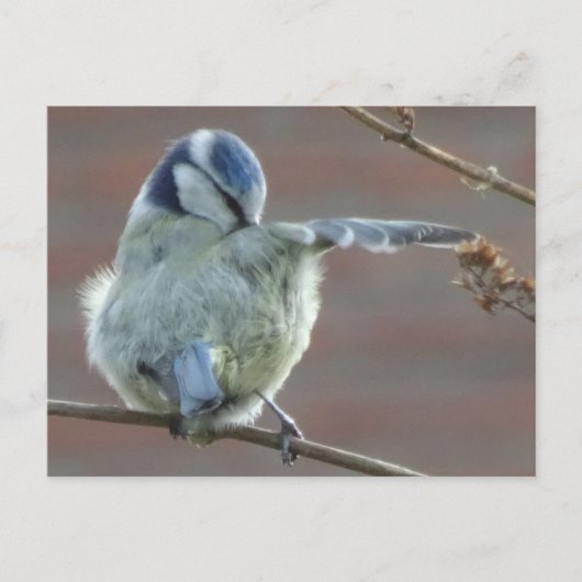 かわいい小鳥DIYはがき ポストカード (正面)