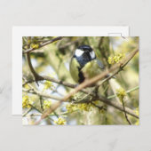 かわいい小鳥DIYはがき ポストカード (正面/裏面)