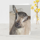 かわいい山羊 カード (黄色い花)