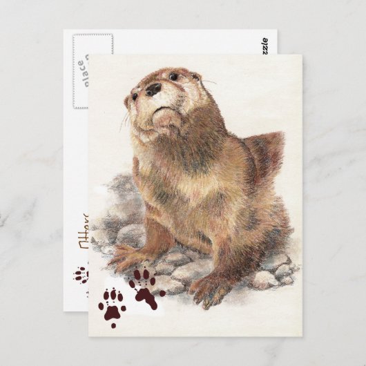 かわいい川のカワウソ，動物とトラック，夏江 ポストカード (正面/裏面)