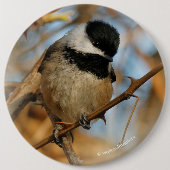 かわいい希望のブラックキャップ《鳥》アメリカゴガラソンバード 缶バッジ (正面)