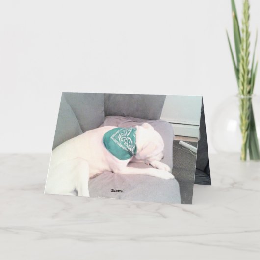 かわいい怠け犬の面白いセントパトリックデーの写真 カード (裏面)