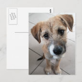 かわいい悲しい子犬 ポストカード (正面/裏面)