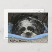かわいい悲しい目のシーズー(犬)TZU子犬はがき ポストカード (正面/裏面)