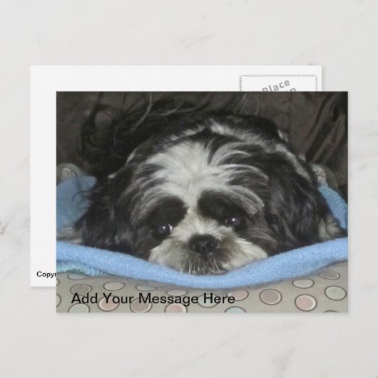 かわいい悲しい目のシーズー（犬）TZU子犬はがき ポストカード (正面/裏面)