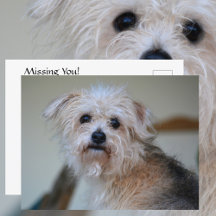 かわいい悲しそうなボサボサの子犬があなたを恋しがっている写真