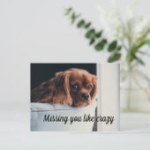 かわいい悲し恋しく思いワンちゃん熱狂する ポストカード (スタンド正面)