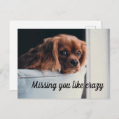 かわいい悲し恋しく思いワンちゃん熱狂する ポストカード (正面/裏面)