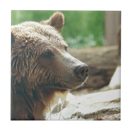 かわいい愛らしい自然クマ動物の顔の目 タイル (正面)