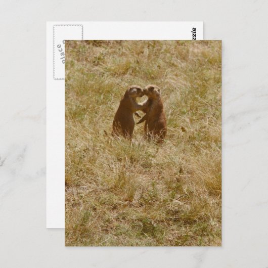 かわいい愛犬はがき ポストカード (正面/裏面)