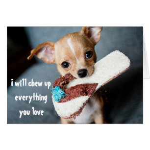 かわいい新しい子犬Chihuahuaチューインユーモアおもしろい