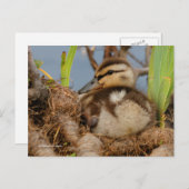 かわいい早熟のマラルドアヒル ポストカード (正面/裏面)