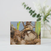 かわいい早熟のマラルドアヒル ポストカード (スタンド正面)