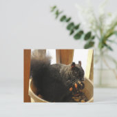 かわいい明るい目の黒いリス食べ物リスのピーナッツ ポストカード (スタンド正面)