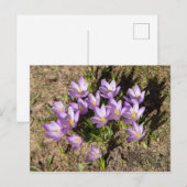 かわいい春のクロッカス ポストカード (正面/裏面)