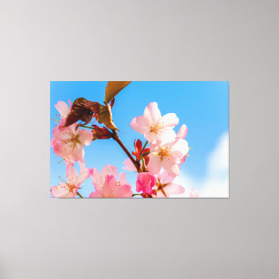かわいい桜の花が春の陽光に向かって開く キャンバスプリント