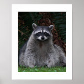 かわいい森のアライグマ野生動物写真 ポスター (正面)