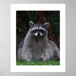 かわいい森のアライグマ野生動物写真 ポスター