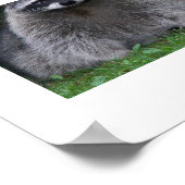 かわいい森ラクーン野生生物写真 ポスター (角)