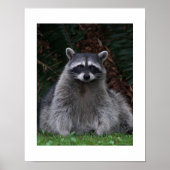 かわいい森ラクーン野生生物写真 ポスター (正面)