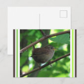 かわいい歌うWren DIYはがき ポストカード (正面/裏面)