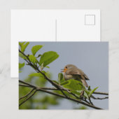 かわいい歌ロビンDIYはがき ポストカード (正面/裏面)