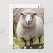 かわいい毛のふわふわした羊 ポストカード (正面/裏面)