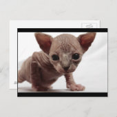 かわいい毛皮のスフィンクス子猫 ポストカード (正面/裏面)