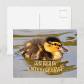 かわいい池のヒナ　ハッピーバースデー ポストカード (正面/裏面)