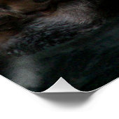 かわいい海で泳ぐオットの写真 ポスター (コーナー)