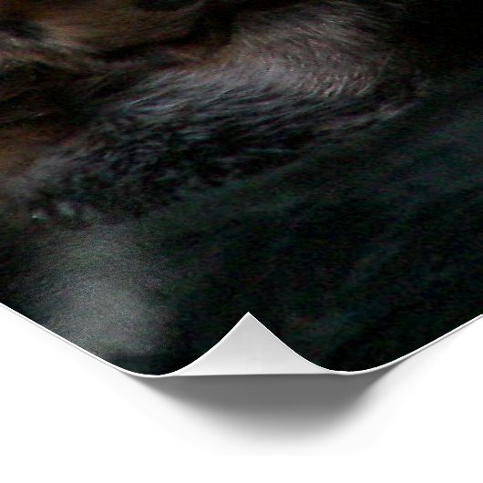 かわいい海水浴写真つやのある写真 ポスター (コーナー)