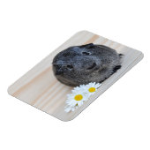 かわいい滑らかな銀アグイギニアブタとデイジー マグネット (左側)