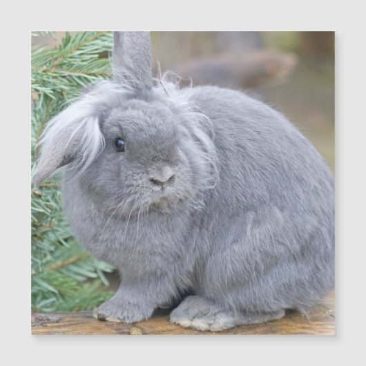 かわいい灰色のウサギ (正面)