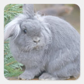 かわいい灰色のウサギ スクエアシール (正面)