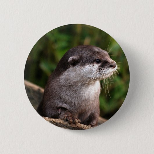 かわいい灰色のカワウソ 缶バッジ (正面)
